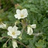 Golden Storksbill